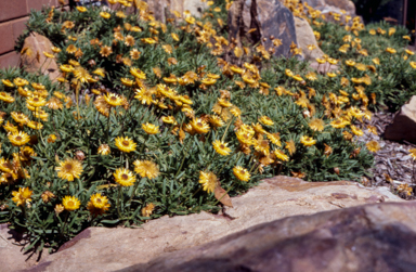 APII jpeg image of Xerochrysum bracteatum 'Diamond Head'  © contact APII