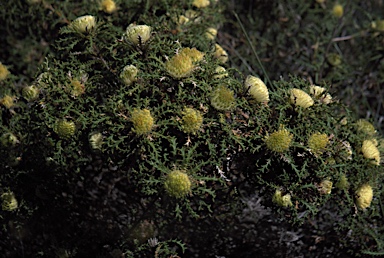 APII jpeg image of Banksia kippistiana  © contact APII