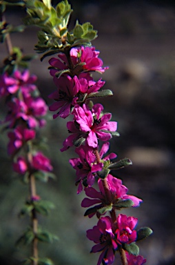 APII jpeg image of Bauera sessiliflora  © contact APII