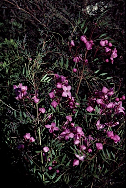 APII jpeg image of Boronia pinnata  © contact APII