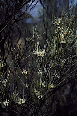 APII jpeg image of Grevillea acacioides  © contact APII