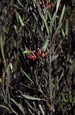 APII jpeg image of Grevillea oligantha  © contact APII