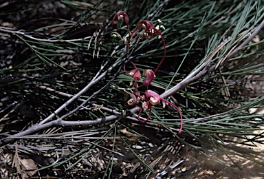 APII jpeg image of Grevillea oncogyne  © contact APII