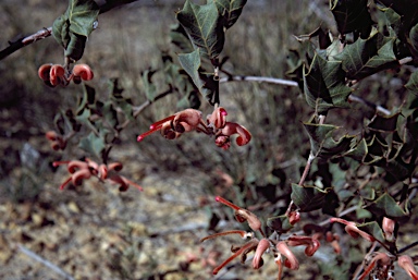 APII jpeg image of Grevillea pilosa subsp. pilosa  © contact APII