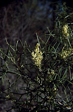 APII jpeg image of Grevillea triternata  © contact APII