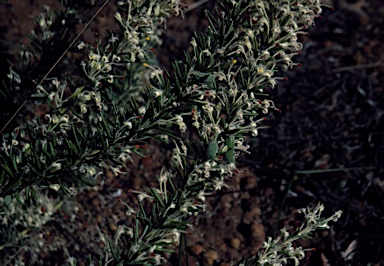 APII jpeg image of Grevillea uncinulata  © contact APII