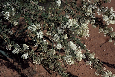 APII jpeg image of Grevillea vestita subsp. vestita  © contact APII