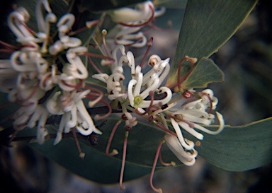 APII jpeg image of Hakea cyclocarpa  © contact APII