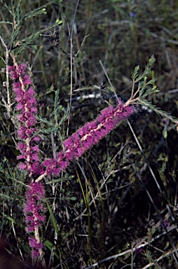 APII jpeg image of Melaleuca glaberrima  © contact APII