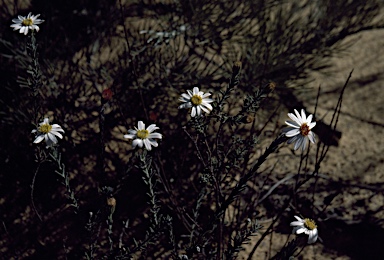 APII jpeg image of Olearia homolepis  © contact APII