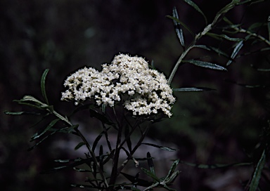 APII jpeg image of Ozothamnus ferrugineus  © contact APII