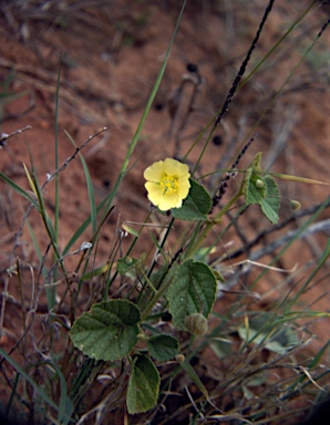 APII jpeg image of Sida filiformis  © contact APII