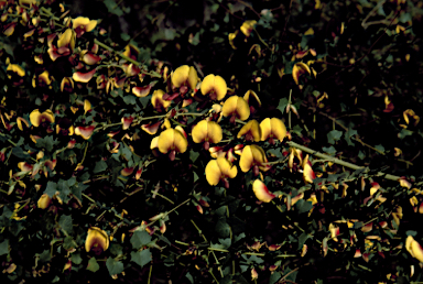 APII jpeg image of Bossiaea aquifolium  © contact APII