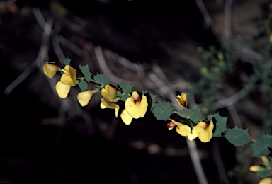 APII jpeg image of Bossiaea aquifolium subsp. laidlawiana  © contact APII