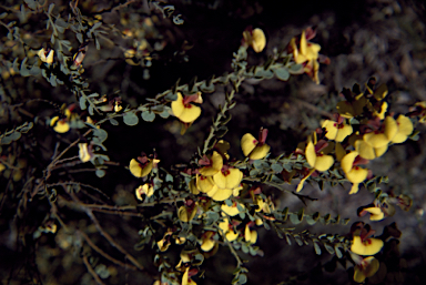 APII jpeg image of Bossiaea rhombifolia  © contact APII
