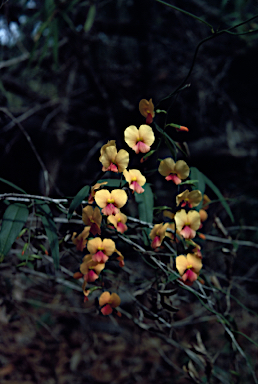 APII jpeg image of Chorizema diversifolium  © contact APII