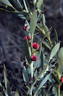 APII jpeg image of Daviesia audax  © contact APII