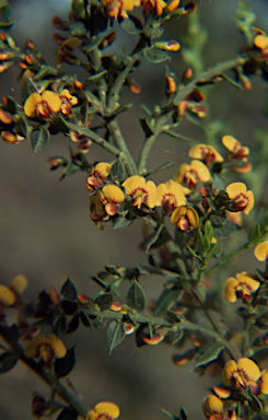 APII jpeg image of Daviesia ulicifolia  © contact APII