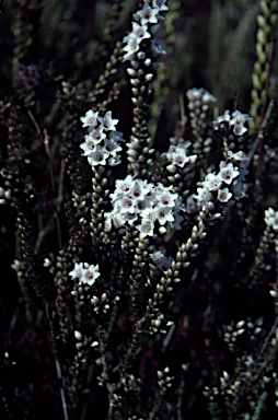 APII jpeg image of Epacris microphylla  © contact APII