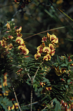 APII jpeg image of Eutaxia myrtifolia  © contact APII