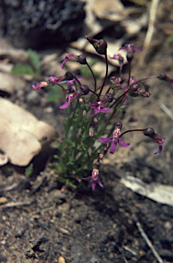 APII jpeg image of Lobelia rhombifolia  © contact APII