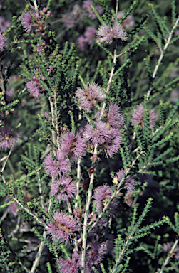 APII jpeg image of Melaleuca gibbosa  © contact APII