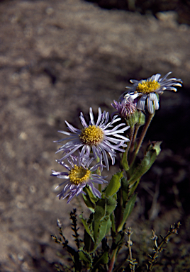 APII jpeg image of Olearia rudis  © contact APII