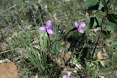 APII jpeg image of Patersonia occidentalis  © contact APII