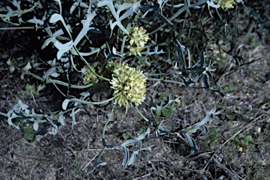 APII jpeg image of Petrophile teretifolia  © contact APII