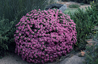 APII jpeg image of Pimelea ferruginea  © contact APII