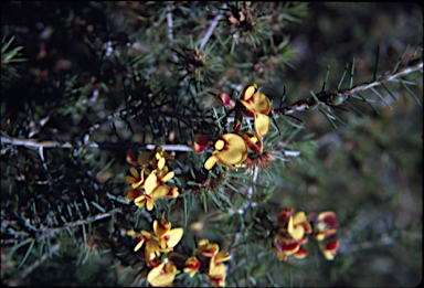 APII jpeg image of Pultenaea acerosa  © contact APII