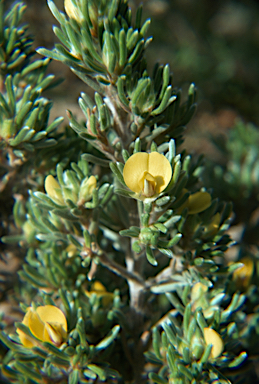 APII jpeg image of Pultenaea canaliculata  © contact APII