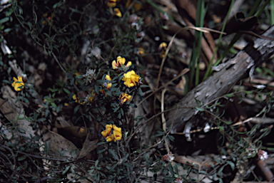 APII jpeg image of Pultenaea capitellata  © contact APII