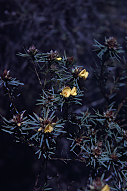 APII jpeg image of Pultenaea glabra  © contact APII