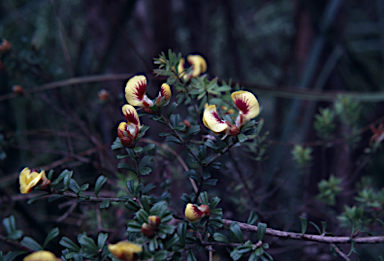 APII jpeg image of Pultenaea maidenii  © contact APII