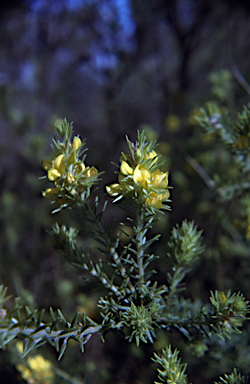 APII jpeg image of Phyllota phylicoides  © contact APII