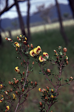 APII jpeg image of Pultenaea maidenii  © contact APII