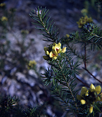 APII jpeg image of Phyllota phylicoides  © contact APII