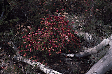 APII jpeg image of Pultenaea radiata  © contact APII