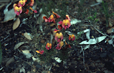 APII jpeg image of Pultenaea radiata  © contact APII