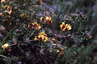 APII jpeg image of Pultenaea scabra  © contact APII