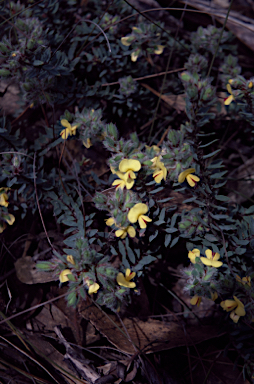 APII jpeg image of Pultenaea spinulosa  © contact APII