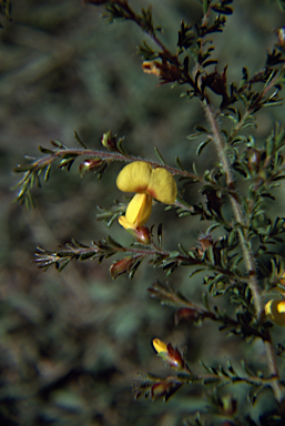 APII jpeg image of Pultenaea villosa  © contact APII