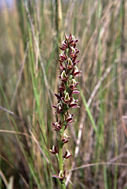 APII jpeg image of Prasophyllum diversiflorum  © contact APII