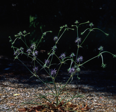 APII jpeg image of Eryngium ovinum  © contact APII