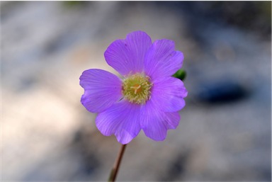 APII jpeg image of Calandrinia balonensis  © contact APII