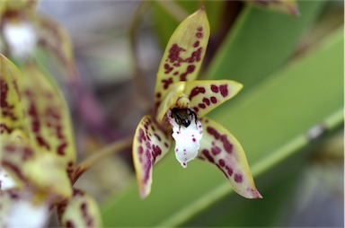 APII jpeg image of Cymbidium canaliculatum  © contact APII