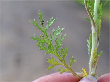 APII jpeg image of Lepidium bonariense  © contact APII