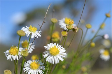 APII jpeg image of Brachyscome ciliaris var. ciliaris  © contact APII