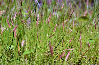 APII jpeg image of Eleocharis atricha  © contact APII